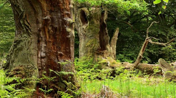 Die wilden Wälder in Europa und Russland