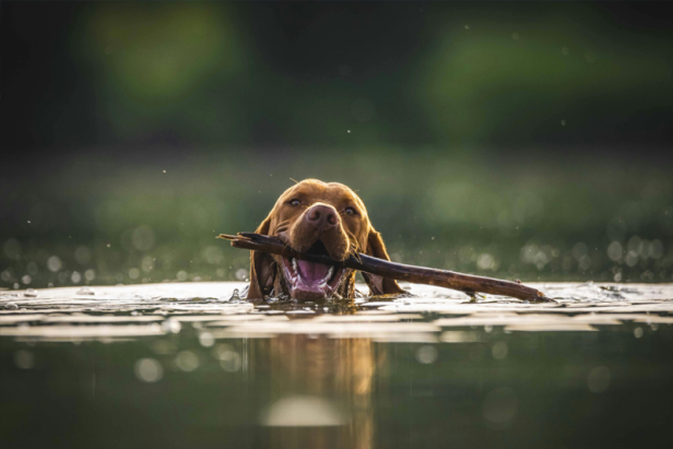 Ein Hund schwimmt mit einem Stock im Maul im Wasser.