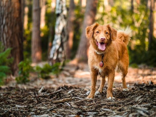 Ein Nova Scotia Duck Tolling Retriever steht im Wald.