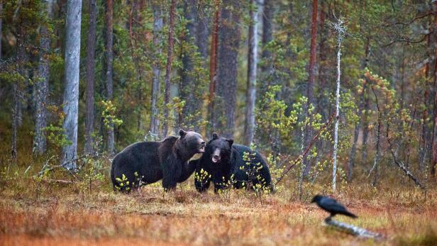 Die wilden Wälder in Europa und Russland