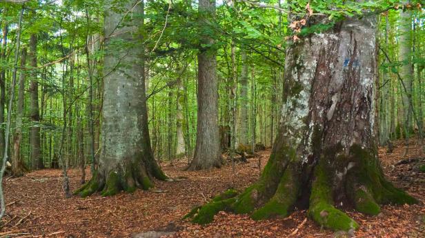 Die wilden Wälder in Europa und Russland