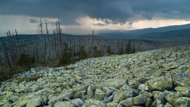 Die wilden Wälder in Europa und Russland