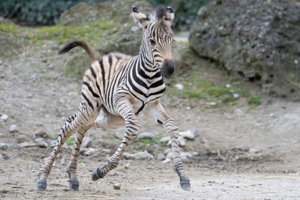 Zwei kleine Zebras in Schönbrunn geboren
