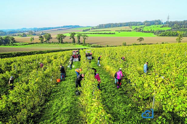 Wein: Herbst beschert großen 2023er