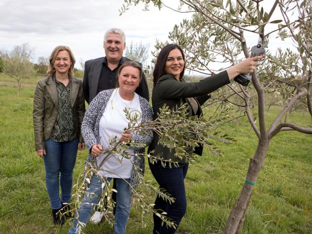 Landwirtschaft im Wandel: Das erste Olivenöl vom Neusiedler See