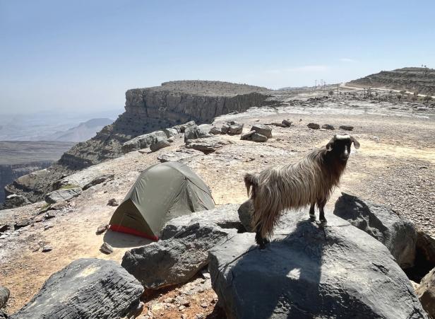 Eine Ziege steht auf einem Felsen neben einem Zelt in den Bergen des Oman.
