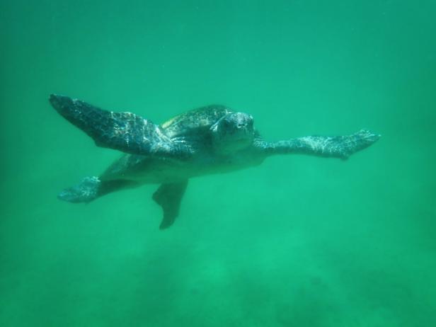 Eine Meeresschildkröte schwimmt im grünen Wasser vor Ras al-Hadd, Oman.