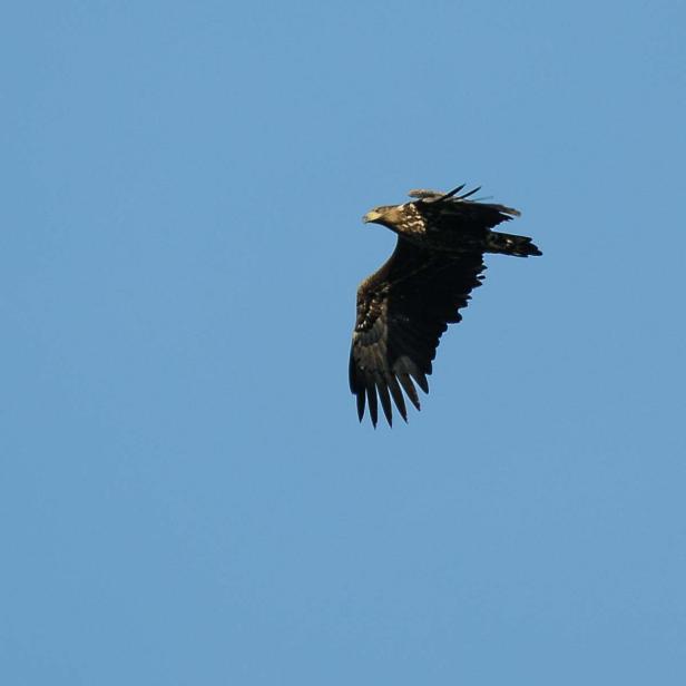 Seeadler