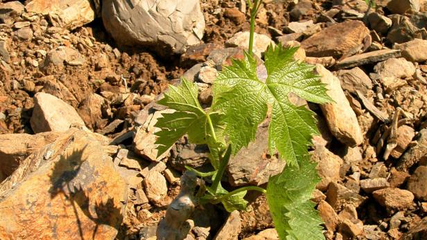 Wohnen, Essen und Staunen im Chianti