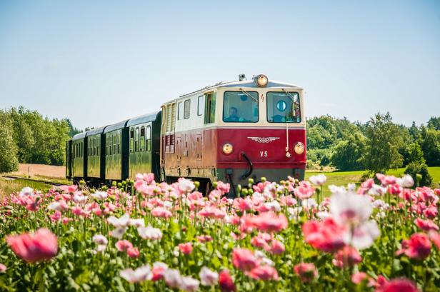 Die Waldviertelbahn fährt durch ein Feld mit rosa und weißen Mohnblumen.