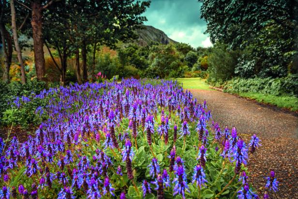 Blühende lila Blumen säumen einen Weg in einem botanischen Garten in Südafrika.