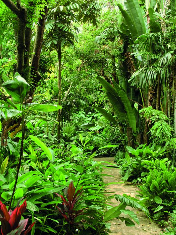 Ein Weg führt durch den üppigen Botanischen Garten in Cairns.