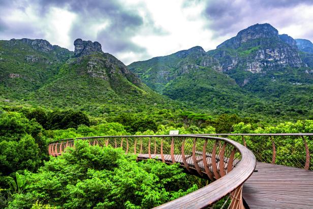 Ein Holzsteg schlängelt sich durch den Kirstenbosch Botanical Garden in Kapstadt vor einer Bergkulisse.