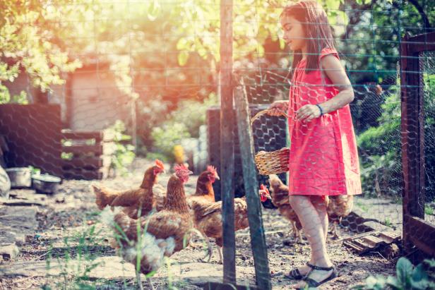 Der Traum vom Eigenhuhn: Wie es wirklich ist, Hühner im Garten zu halten
