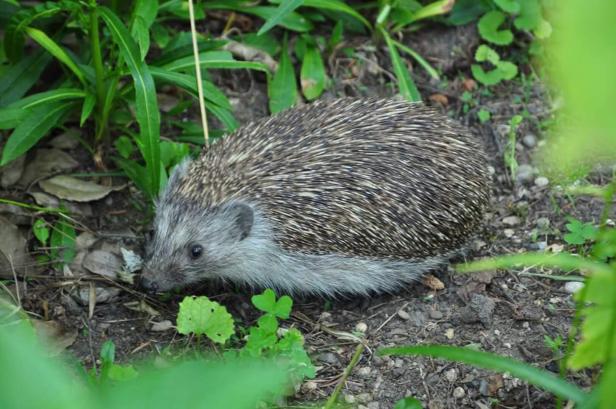 Ein Igel läuft am Boden zwischen grünen Pflanzen und Blättern.