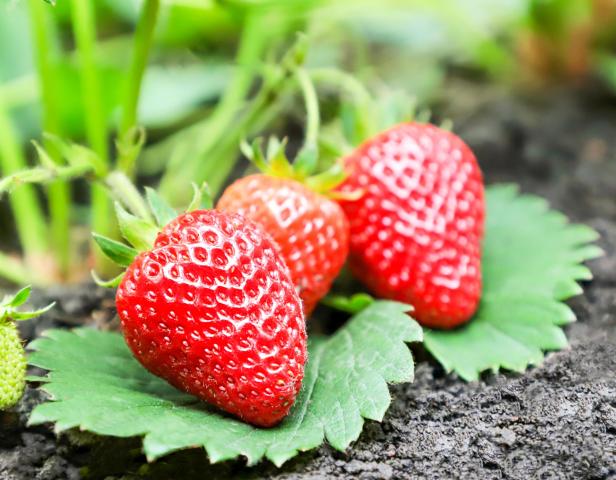 Süße, aromatische Erdbeeren stärken das Herz-Kreislauf-System 