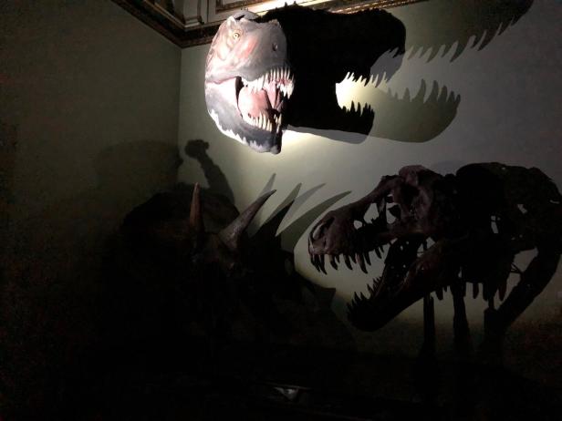 Nachts im (Naturhistorischen) Museum: Unterwegs mit dem Nachtwächter