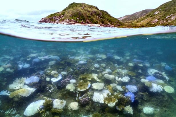 Great Barrier Reef von bisher schlimmster Korallenbleiche betroffen