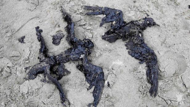 Neuseeland: Frachter "Rena" leergepumpt