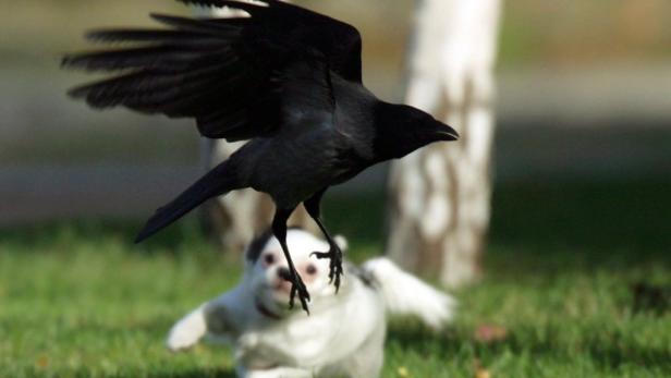 Wortwahl: Schuldenkrise, Swag & supernackt