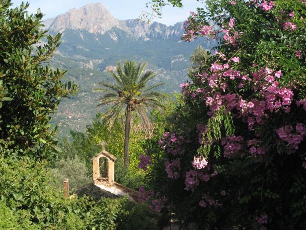 Blick auf die Berge auf Mallorca, eine Palme und im Vordergrund ein Strauch mit pinken Blüten