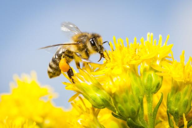 Eine Biene sammelt Nektar auf einer gelben Blüte.