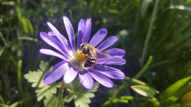 Eine Biene sammelt Nektar auf einer lila Blüte.