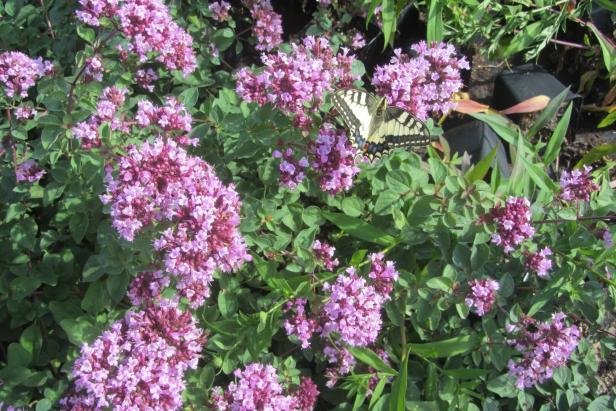 Ein Schwalbenschwanz-Schmetterling sitzt auf einer blühenden Oregano-Pflanze.
