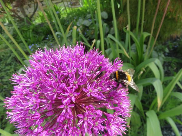 Eine Hummel sitzt auf einer lila Zierlauchblüte.