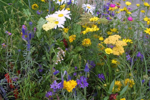 Eine bunte Mischung aus Wildblumen in verschiedenen Farben und Formen blüht.