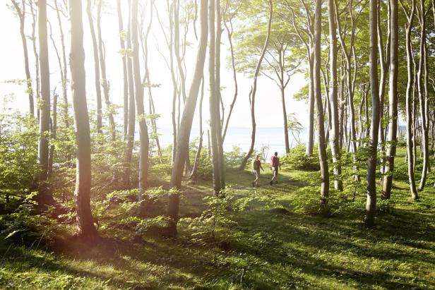 Ein Paar spaziert durch einen Wald.