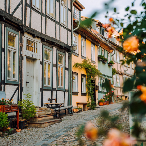 Bunte Fachwerkhäuser in mittelalterlicher Gasse mit Kopfsteinpflaster hinter Rosenhecke.