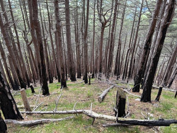 Sperrgebiet ignoriert: Wanderer im Waldbrandgebiet auf Rax in Bergnot