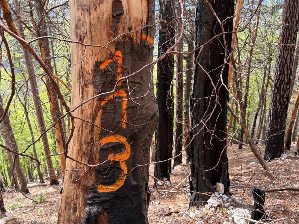 Inferno im Raxgebiet: Feuer versetzte die Natur ins Steinzeitalter