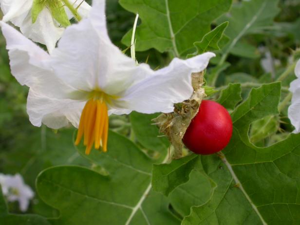 Beliebte Raritäten: Vom Erdbeer-Spinat bis zur Litschi-Tomate