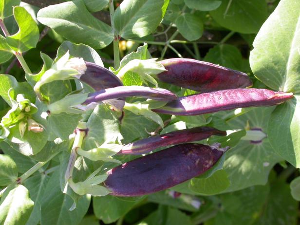 Beliebte Raritäten: Vom Erdbeer-Spinat bis zur Litschi-Tomate