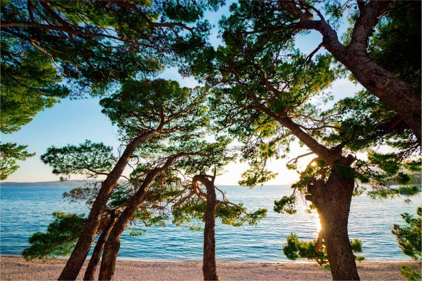 Kiefern spenden Schatten an einem Strand mit Blick auf das Meer.