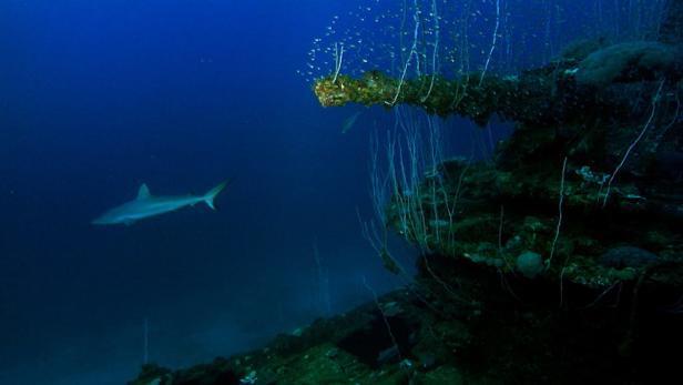 Ein Hai schwimmt an einem mit Korallen bewachsenen Riff entlang.