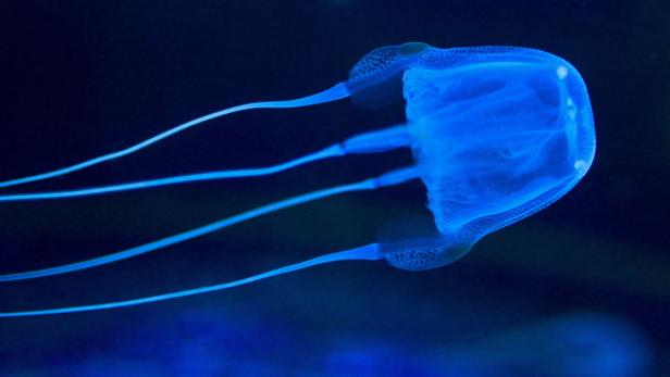 Eine blaue Würfelqualle schwebt im dunklen Wasser.