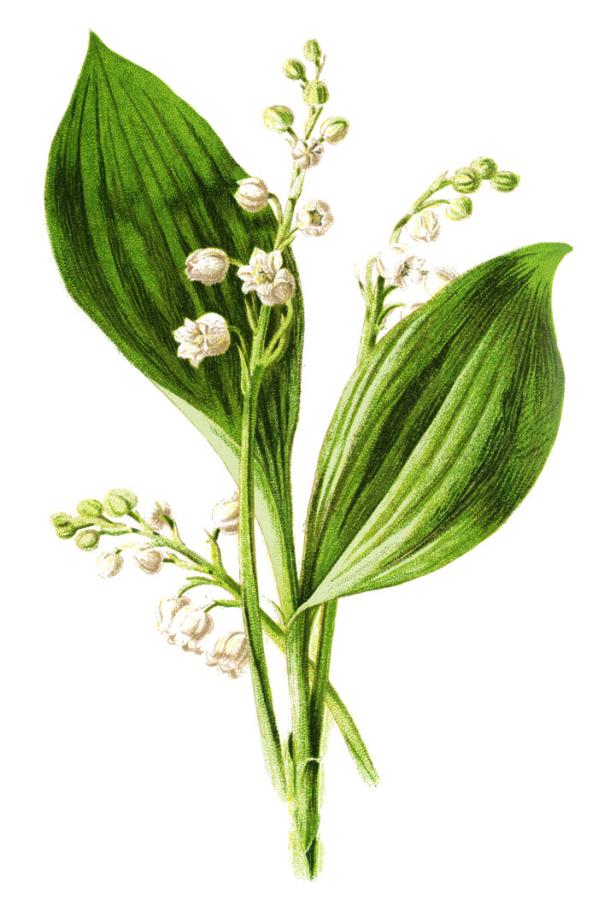 Botanische Zeichnung von giftigen Maiglöckchen, glattes Blatt mit weißen Blüten