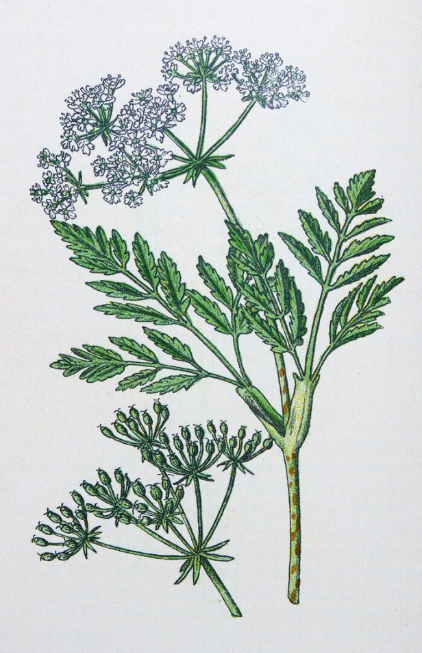 Botanische Zeichnung des giftigen Schierlings, Doldenblüter mit weißen Blüten und geflecktem Stängel