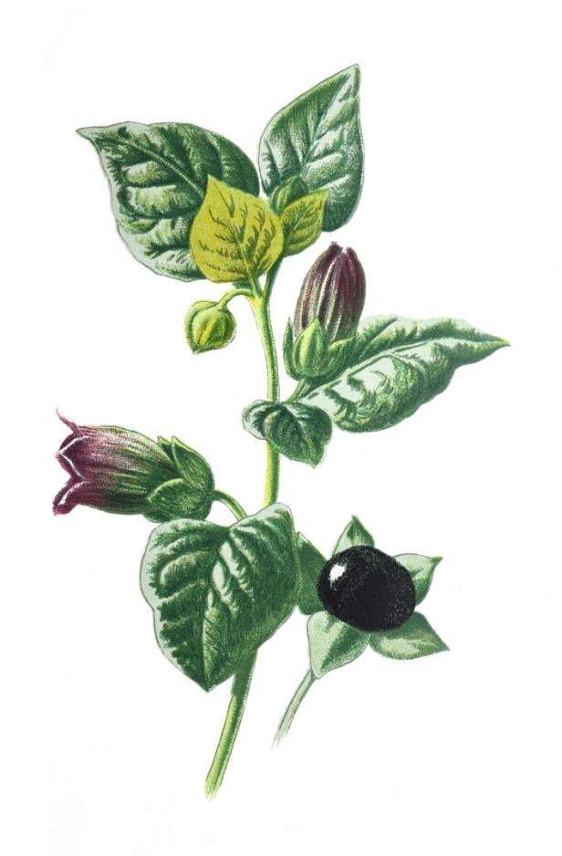 Die hochgiftige Tollkirsche mit violetten Früchten und Blüten