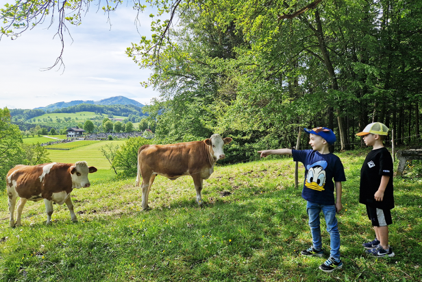 Zwei Jungen beobachten Kühe auf einer grünen Wiese.