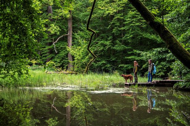 Der Hainich ist ein ausgedehnter, bewaldeter Höhenrücken im Nordwesten Thüringens, mit seiner Waldfläche von 13.000 Hektar ist der Hainich das größte zusammenhängende Laubwaldgebiet Deutschlands.