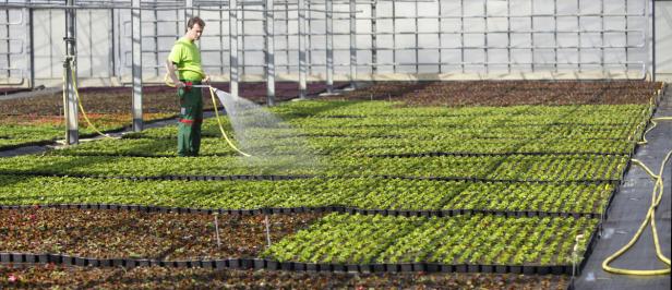 Eine Million Blumen für die Bundeshauptstadt