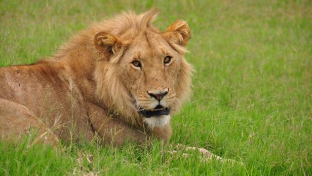 Afrika: Safari à la carte