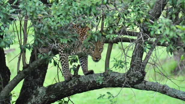 Afrika: Safari à la carte