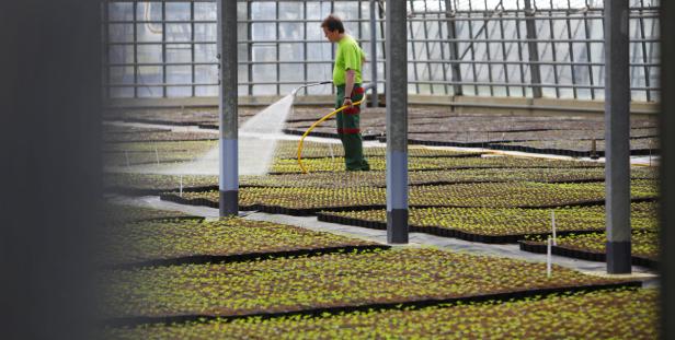 Eine Million Blumen für die Bundeshauptstadt