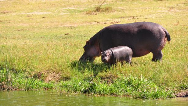 Afrika: Safari à la carte