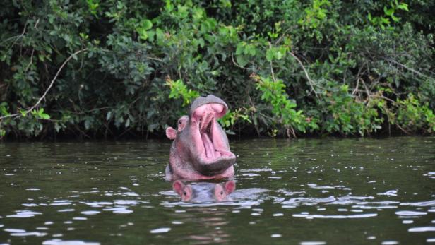 Afrika: Safari à la carte